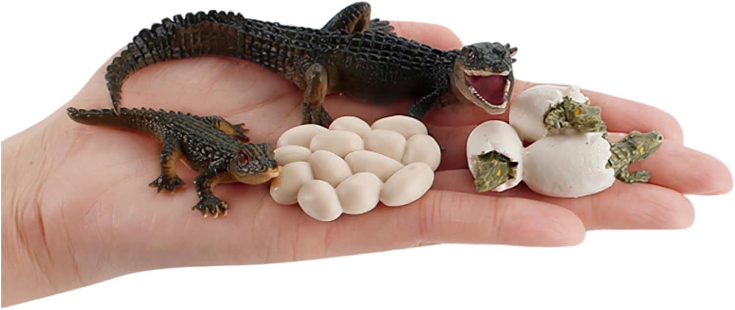 Montessori Life Cycle Animal Insect Figurines Learning & Education Toys, Plastic Insect Toys for Kids, Preschool Activities for Toddlers (Crocodile Salmon Turtle)