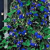 Unids/Bolsa Semillas de Fresa Alta Germinación Productiva Fructificación Natural Semillas de Bayas Nutritivas Suministros para Granjas Cajas de Ventana Cestas Colgantes Crear Paisaje Artís Azul