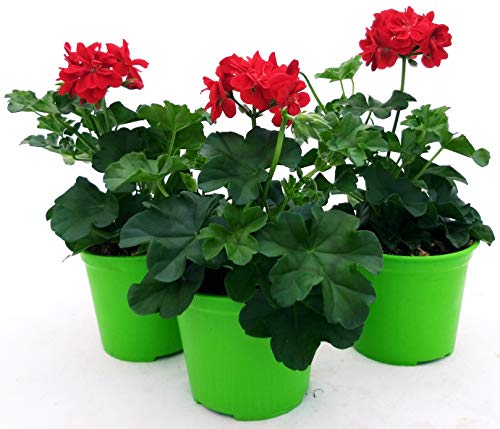 POWERS TO FLOWERS -GERANIO EDERA DOPPIO "HERCULES", PELARGONIUM, 3 PIANTE VASO 14, ROSSO, piante vere
