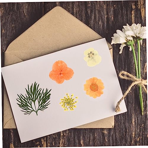 Kit flores secas naturales 40 piezas color naranja miniatura 4