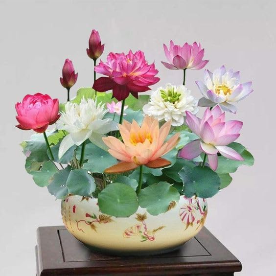 Dwarf Pink Lotus Flower Seeds, Potted Plant pack of 30