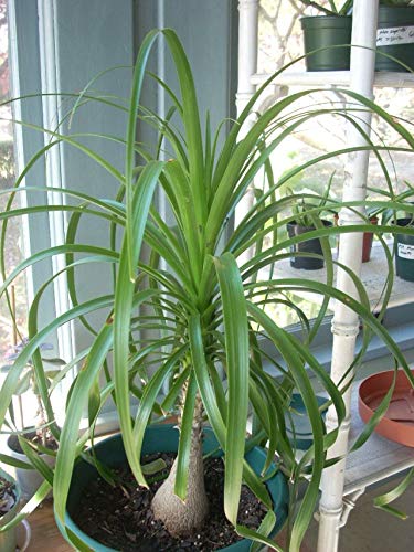 現物「トクリラン・ポニーテール」８号　Beaucarnea recurvata Amazon.com : Ponytail Palm - Live Plant in an 8 Inch Pot