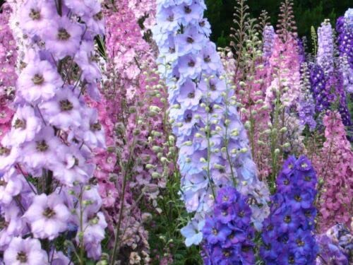 150 graines PIED D'ALOUETTE MIX (Delphinium Ajacis) G392 ROCKET LARKSPUR SEEDS MIX