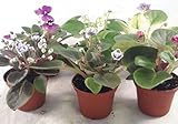 Miniature African Violet - 5 Plants/2' Pot - Great for Terrariums/Fairy Gardens unique from Jmbamboo