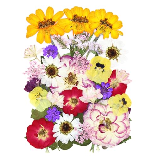 12 tipos flores prensadas secas 35 pcs para manualidades miniatura 1