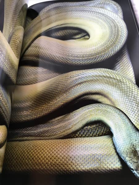 Amazon.co.jp: Serpens Guido Mocafico グイドモカフィコ 写真 蛇