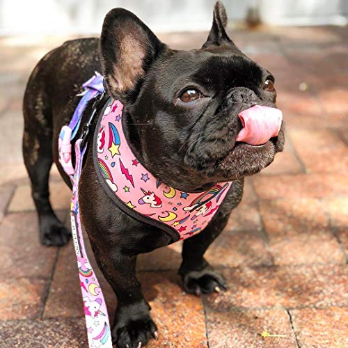 4 collari per cani di taglia piccola, media e