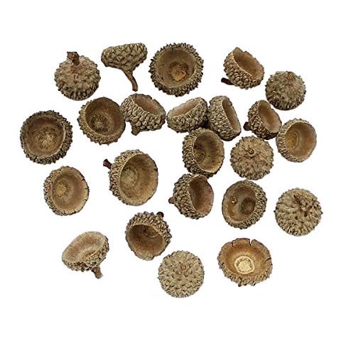Queenbox 20Pcs Natural Dried Acorn Cap Craft DIY, Home Christmas Thanksgiving Decorative Fall Winter Holiday Home Decor Cover