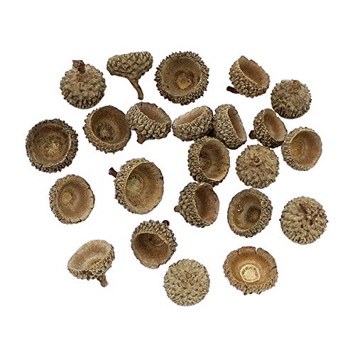 Queenbox 20Pcs Natural Dried Acorn Cap Craft DIY Home Christmas Thanksgiving Decorative Fall Winter Holiday Home Decor