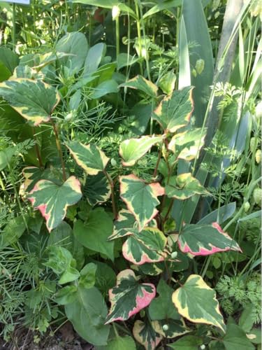 斑入りドクダミ 「カメレオン」 花苗 抜き苗3本 斑入りドクダミ 「カメレオン」 花苗 抜き苗3本