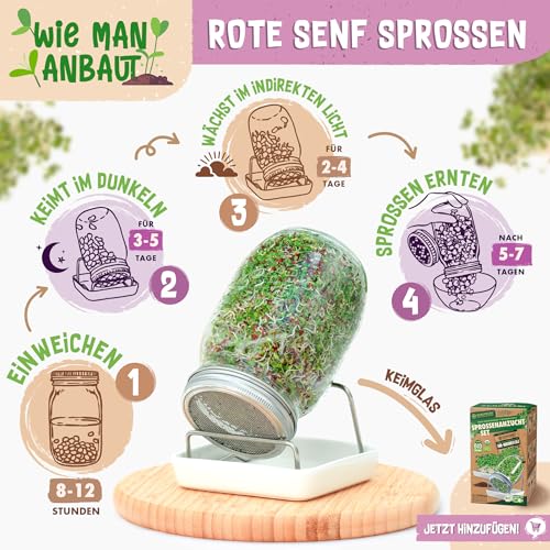 ZenGreens® - Bio Roter Senf Sprossen Samen - Wähle zwischen 10g, 200g und 500g - Roter Senf Bio Saatgut - Keimrate von über 95% - Sprossensamen zum Keimsprossen ziehen - Microgreens