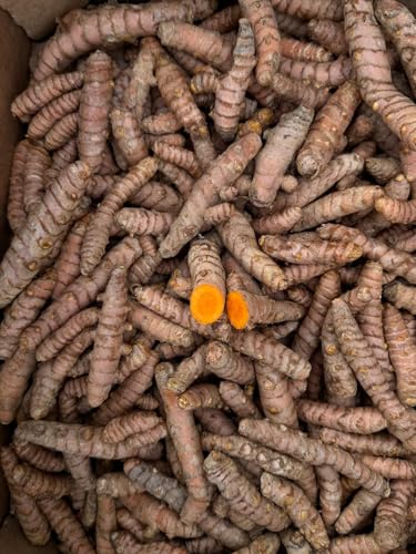 Curcuma frais 500 g | Curcuma racine naturelle de production locale à Malaga | Culture locale | Goût intense et arôme naturel | Pour infusions, jus, shots et cuisine