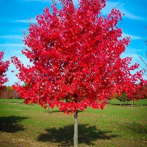 Sunset Red Maple Tree 7 Gallon - (Due to Agricultural Laws, we Cannot Ship to CA, AZ, AK, or HI)