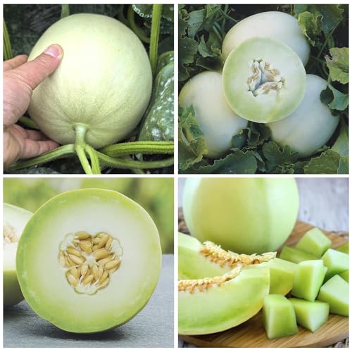 150+ Honeydew Melon Seeds for Planting - Non-GMO Heirloom Plant Seeds Garden Outdoor,Sweet & Juice