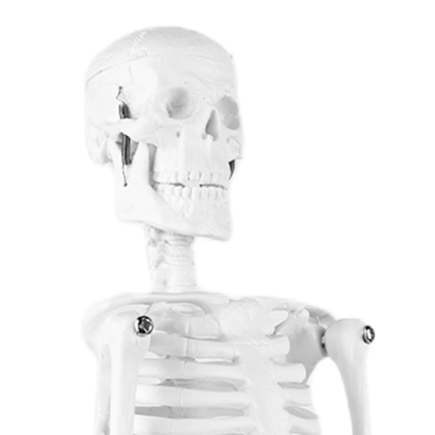 Squelette humain taille grandeur: TOATELU 17,7"(45cm) Modèle de Squelette Humain Médical pour les Etudes Médicales, Modèle Anatomique Pour Enseignement Médical, Education, Présentoir