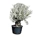 Produktbild Tropictrees Bonsai Olivenbaum Winterhart für Draußen, 250 cm Höhe Bonsai Baum, Echt 190 Jahre alter Olea Europaea im Topf mit 180-230 cm altem knorrigem Stammumfang