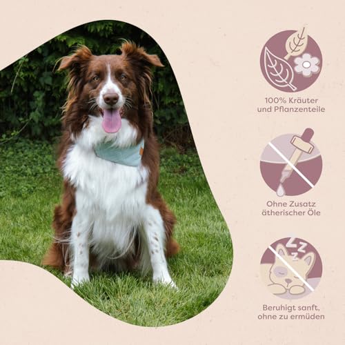 Löwenkind Dogs 100% natürliches Beruhigungsmittel für Hunde | Für innere Ruhe in Stress-Situationen zur Entspannung | Allein Sein, Tierarztbesuche, Gewitter, Feuerwerk (6 Kräuterpads, Balance-Pads)