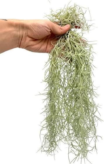 Live Spanish Moss Hanging Air Plant for Home & Terrarium | Soil-Free Growth, Indoor & Balcony Use, Easy Mist Watering, Craft & Decor Use, Hand-Selected Plant-image-2
