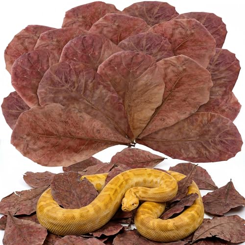 30PCS Large Catappa Leaves 9.8in