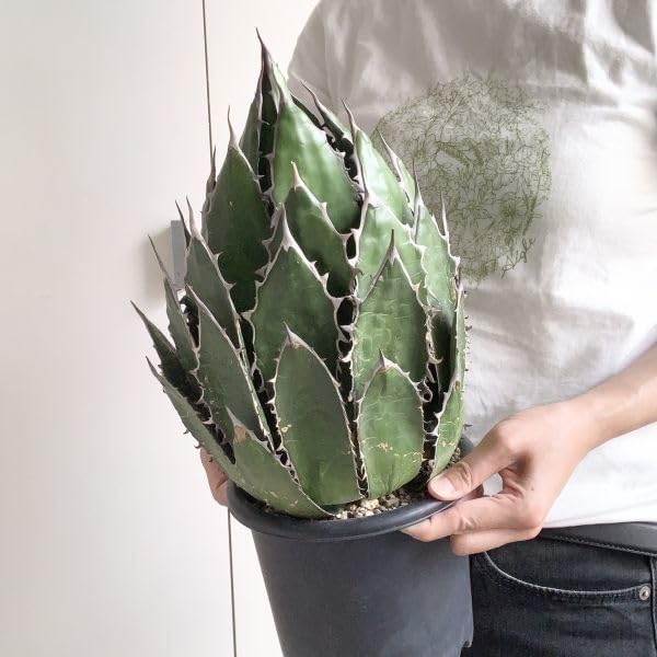 Amazon.co.jp: IR1576限定割引！！超大株！ 選抜強棘株！アガベ ホリダ