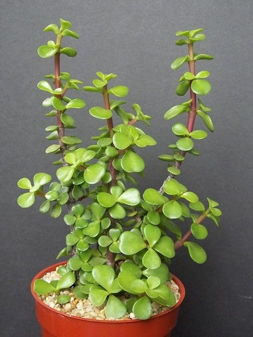 Live Lucky Jade Plant for Home Indoor Outdoor Living Room Home Decor Feng Shui Lucky Crassula ovata ka Podha for Garden Balcony Natural Air Purifier Bonsai Good Luck : With Black Pot