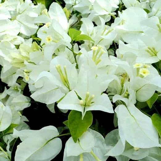 Image of Nutts Artificial Bougainvillea Silk Vines Creepers Hanging Flower Garland for Wedding & Home Decoration, Flower Garland (2, White)