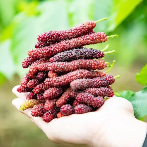 50 piezas Semilla de morera jardín de plantas Las plantas de sombra son resistentes Semillas de bonsai decoración de jardín para exterior. Las plantas perennes son plantas perennes