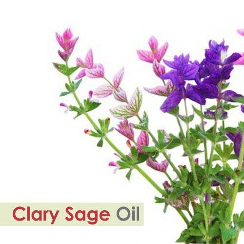 Image of Crysalis Clary Sage (Salvia sclarea) Oil - 0.51 Fl Oz (15ml)