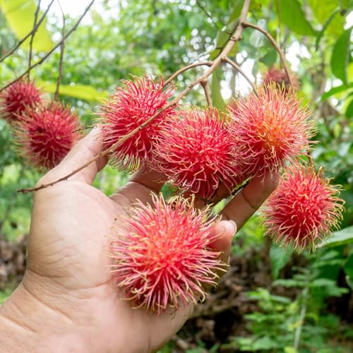 semillas de plantas de rambután, semillas de frutas, variedades antiguas Nefelio lappaceum, Plantas resistentes para el jardín. las plantas son resistentes jardín de plantas árbol 30pcs