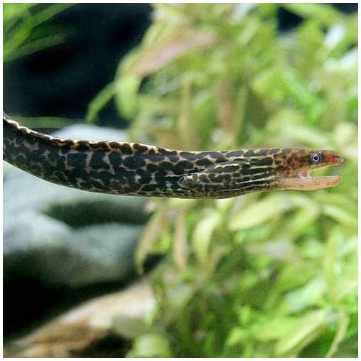 （熱帯魚）ヤマウツボ（１匹） 沖縄別途送料 北海道航空便要保温