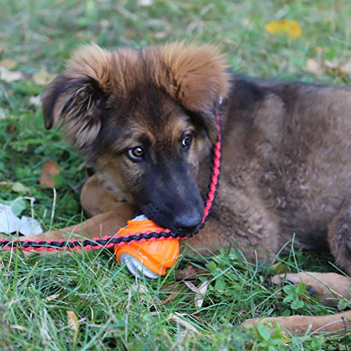 Dingo Hundespielzeug aus Hart Gummi TPR Bäll Dent ø 7,5 cm 17326
