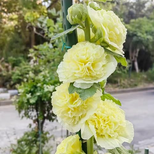 Semi di malvarosa, semi di farfalle resistenti all'esterno arbusti rare arbusti ti da balcone biologici 150pcs