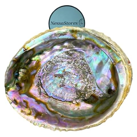NessaStores 6-7 Inch Abalone Shell Cover
