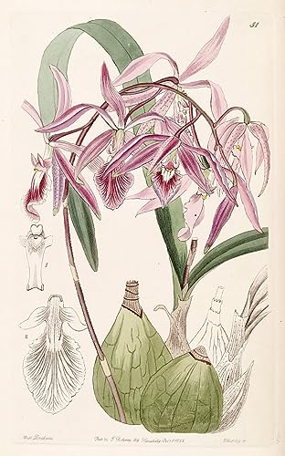 Peinture sur Toile Encyclia Adenocaula 60x90cm style Nordique