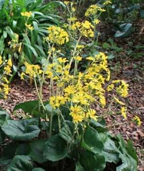 ツワブキ様 リクエスト 4点 まとめ商品 ツワブキ様 リクエスト 4点 まとめ商品