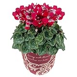 花のギフト社 シクラメン ギフト プレゼント 鉢花 鉢植え 誕生日 5号鉢 ジックス レッド お歳暮