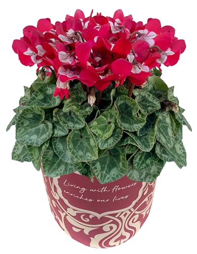 Ԃ̃Mtg VN Mtg v[g  A a 5 WbNX bh Ε