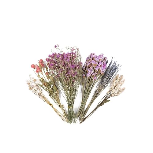 GUANGBOMCN nX^[? hCt[iσZbg VRf nX^[̂  P[WCAEg NF P[W (C)