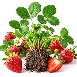 Rich Sweetness Strawberry Live Plants (10 Pack) – Everbearing Strawberry Starts for Outdoor Gardens & Containers – Sweet, Large Red Berries – Non-GMO Fruit Plants