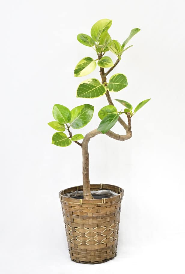 Amazon|観葉植物 本物 フィカス・アルテシーマ・バリエガタ 6号 Amazon|観葉植物 本物 フィカス・アルテシーマ・バリエガタ 6号