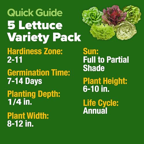 Image of HOME GROWN Lettuce Seeds 5 Variety Mix 3950+ Bulk Pack Heirloom Non-GMO, High Germination, Romaine, Bibb, Buttercrunch, Iceberg, Black Seeded Simpson, Indoor Outdoor Hydroponic Garden (Lactuca sativa)