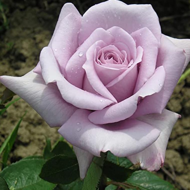 Strong Fragrance -Twice in A Blue Moon - 3 Litre Potted Hybrid Tea Garden Rose Bush - Unusual Lilac Purple Blooms