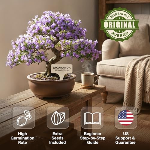 Jacaranda Bonsai Starter Kit