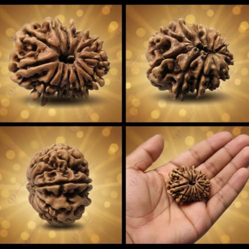 Image of Arihant Gems & Jewels 12 Mukhi Faced Rudraksha | Natural & Certified | Astrological Benefits | Positive Energy | Unisex for Men & Women (Nepali Rudraksha)