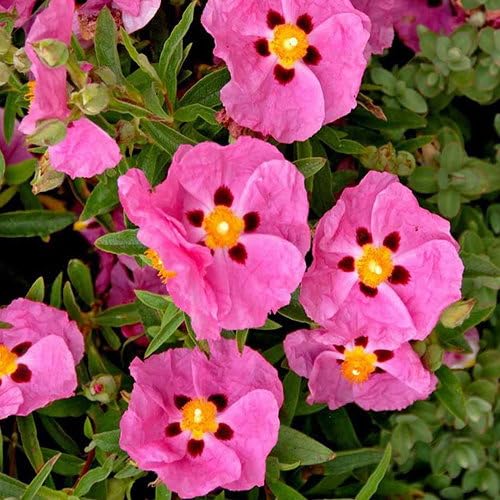 Plant World Seeds - Cistus Albidus 'Pink Silk' Seeds (Hardy Shrub Seeds)