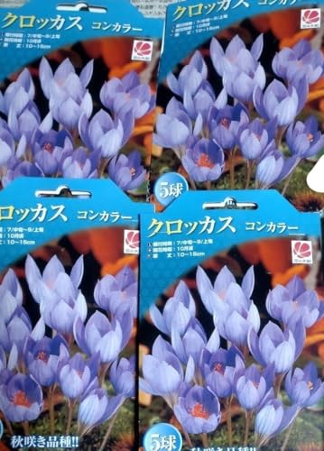 クロッカス 秋咲 球根 多年草 コンカラー 紫 花 植物のサムネイル