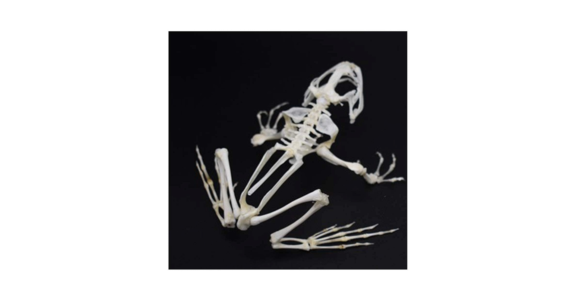 4D Vision Frog Anatomy Model, 23 Part Puzzle Of Frog
