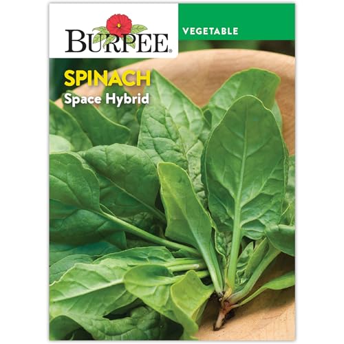 Burpee Space Hybrid Spinach Seeds - High-Yield, Disease-Resistant Variety