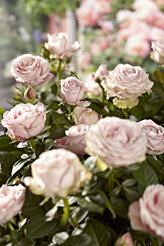 Gardena-Gartenschere Gardena Rosengreifschere: praktisch