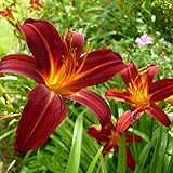 6 x Taglilie 'Sammy Russel' - Hemerocallis 'Sammy Russell': Leuchtend orange Blüten.